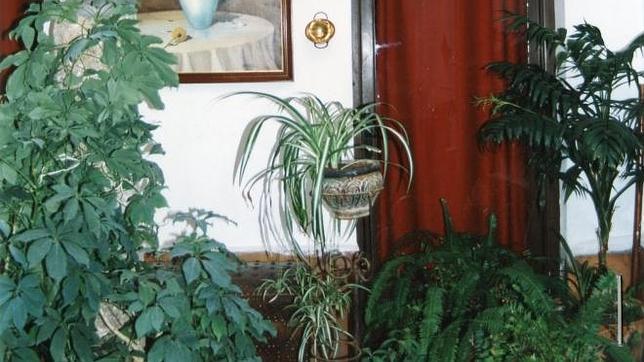 Las plantas llegan a tapar las paredes de este patio