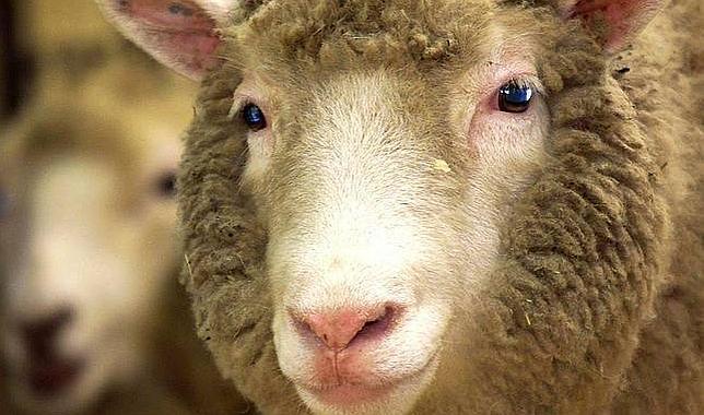 Los animales clonados, como la oveja Dolly, no se pueden patentar