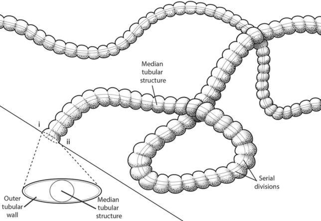 Descubren un organismo «diferente» a todos los demás