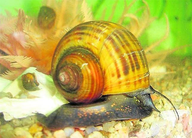 El caracol manzana amenaza los humedales del sur de Europa