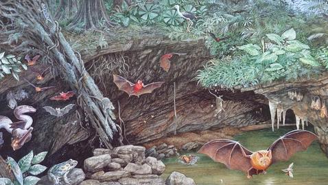 Descubren esperma gigante de gambas de 17 millones de años de antigüedad