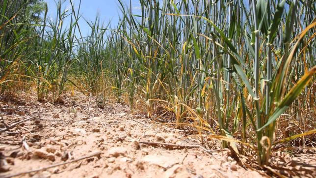 La prolongada sequía ha provocado ya daños irreversibles en varias comarcas