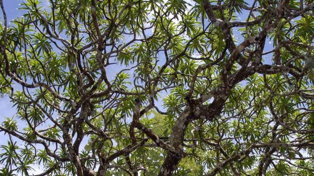 El drago de Kaweesak