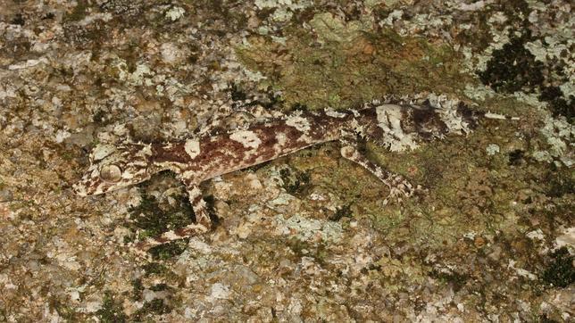 El nuevo gecko, extremadamente difícil de ver