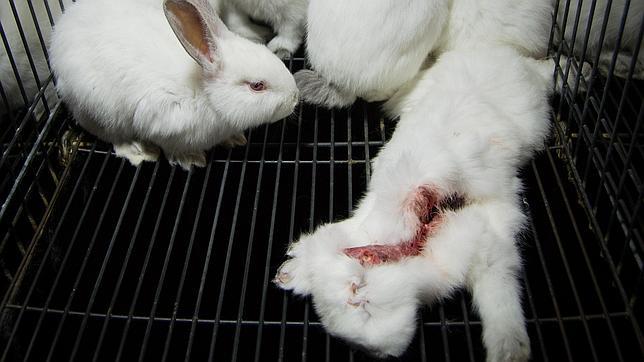 Igualdad Animal denuncia «el maltrato animal generalizado» en la industria cunícola