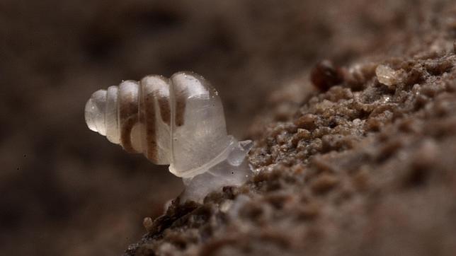 El caracol Zospeum tholussum