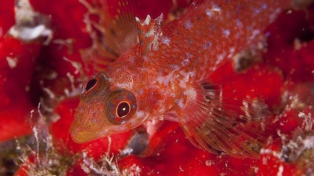 La plataforma de biodiversidad y ciencia ciudadana iNaturalist ya habla español