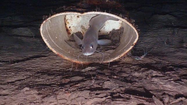 Medio Ambiente protegerá tres montañas submarinas en Mallorca, Ibiza y Cabrera