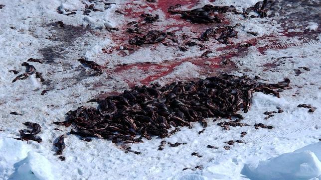 La OMC respalda la prohibición de la UE sobre la importación de los productos procedentes de foca