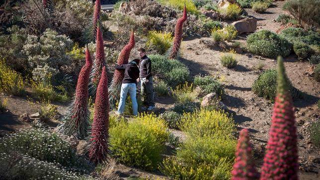El gran espectáculo rojo del Parque Nacional Las Cañadas del Teide