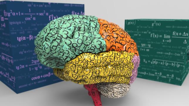 Más de 900.000 euros para impulsar el estudio del cerebro