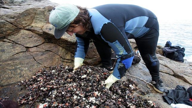 El precio de un percebe