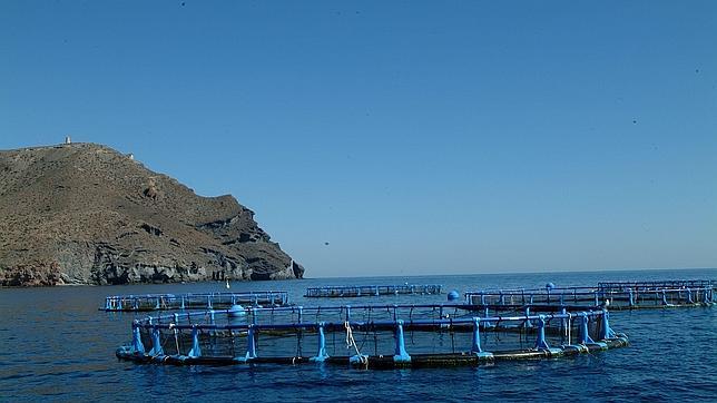 Acuicultura: la Universidad de Granada ha creado un antibiótico natural