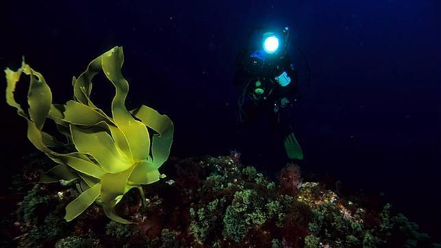 Portugal prohíbe las artes de pesca de fondo en más de dos millones de km2