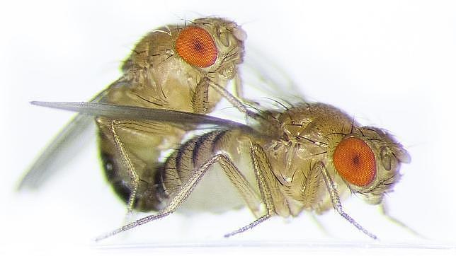 Las moscas macho que no consiguen mantener relaciones sexuales beben alcohol de forma compulsiva