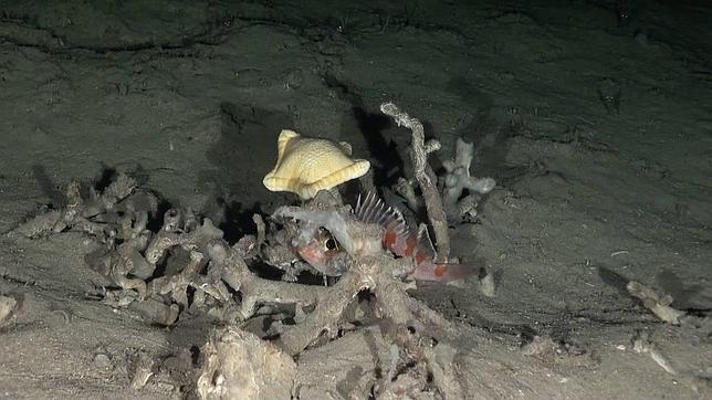 Día Mundial de los Océanos: Diez especies y hábitats olvidados