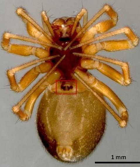 La araña que lleva cinturón de castidad