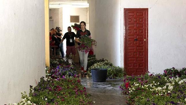 Una guirnalda vegetal de 3,5 kilómetros adornará este año el Corpus de Toledo
