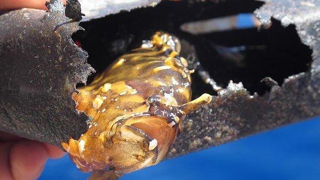 Las sopas de plástico matan más animales, hoy, que el cambio climático