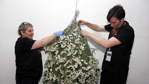 Cien floristas se suman al año Greco con un homenaje al pintor en ocho escenarios florales