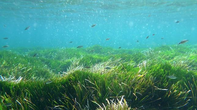 La Posidonia oceánica se podría haber reducido entre un 13% y un 38% en el Mediterráneo occidental en el último medio siglo