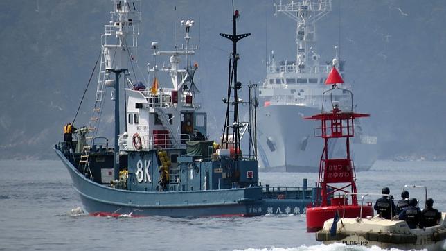 Japón caza las 30 primeras ballenas de la temporada en el Pacífico