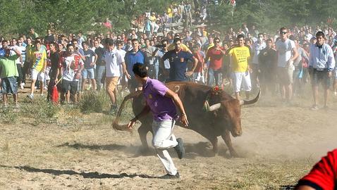 Europa estudiará si el Toro de la Vega infringe la legislación comunitaria