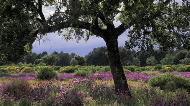 El sustrato arbustivo de la dehesa ibérica -lavanda, jara, tomillo y romero- proporciona una explosiva floración en primavera