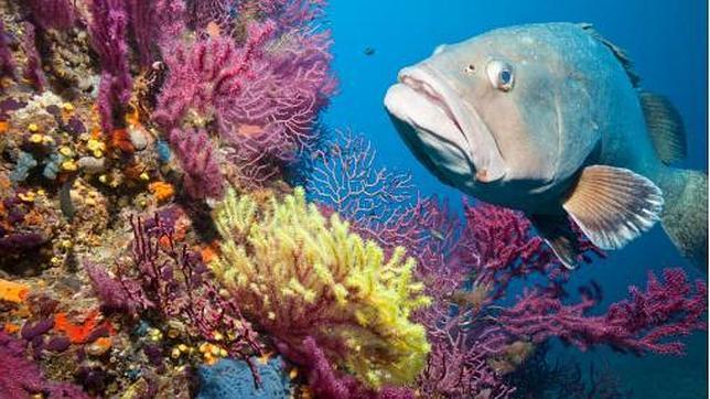 El mero se acerca a muy poca distancia de los buceadores. Es un pez confiado si no es perseguido
