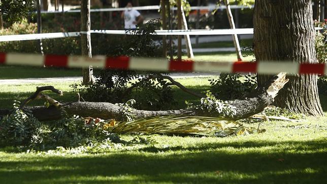 La rama que mató a un veterano de guerra en El Retiro pesaba 400 kilos