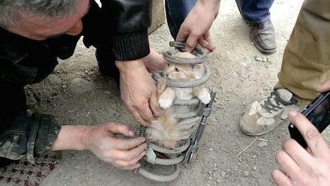 Encuentra a un gato atrapado en la suspensión de su coche... tras recorrer 80 km