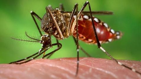 ¿El virus del dengue puede llegar a Europa gracias al Mundial de Brasil?