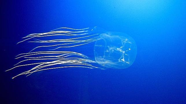 Rozarla es morirse de dolor. El que soporte la sensación tendrá que resistir el paro cardiaco