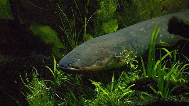 Revelado el secreto de los peces eléctricos