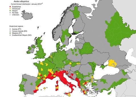 ¿El virus del dengue puede llegar a Europa gracias al Mundial de Brasil?