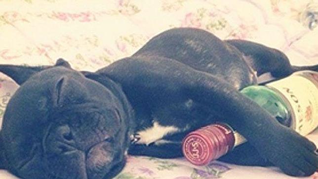 Inquietantes fotos de la perra de Lady Gaga con una botella de vino