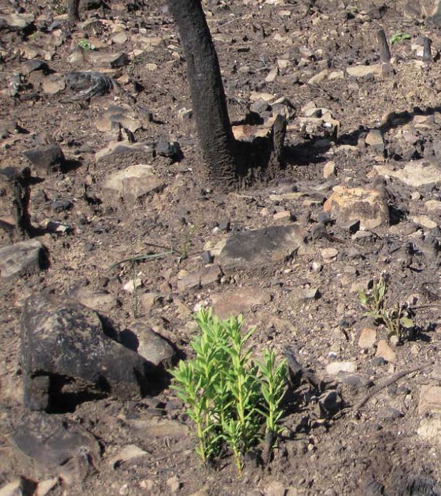 Lo que falla tras un incendio, según WWF