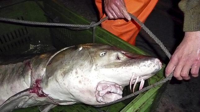 El 91% de los stocks del Mediterráneo registran sobrepesca, asegura la CE