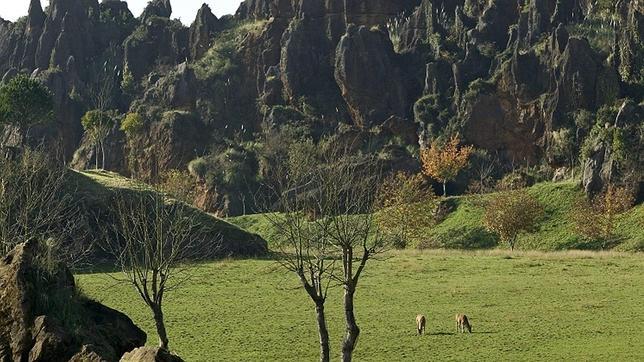 Los plaguicidas que matan a las abejas también dañan cultivos, lombrices y codornices