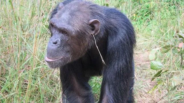 ¿Por qué se ponen «pendiente» estos chimpancés?