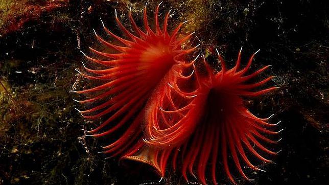 Detectan marcas de arrastre dentro del Parque Nacional de Cabrera