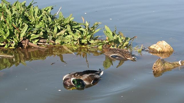 El uso de aguas residuales en humedales los convierte en «trampas ecológicas»