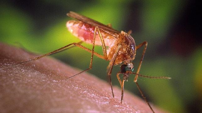 A los mosquitos les atrae la luz, el dióxido de carbono y la humedad. Los ultrasonidos no les parecen importar demasiado