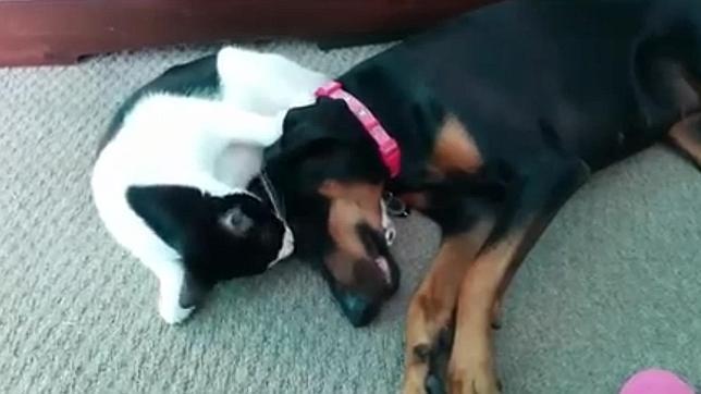 El video que pone fin a la expresión «llevarse como el perro y el gato»