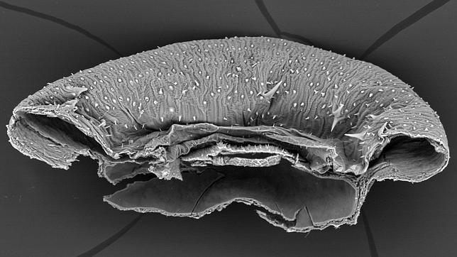 Científicos del Jardín Botánico hallan una nueva especie botánica en Guinea