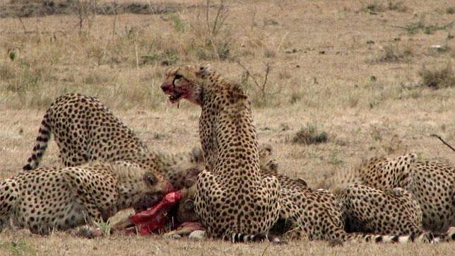Guepardos alimentándose de una presa en la reserva Masái Mara (Kenia)