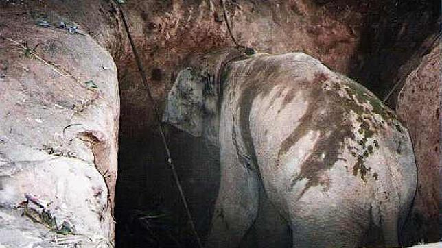 Elefante asiático capturado de manera ilegal en Myanmar