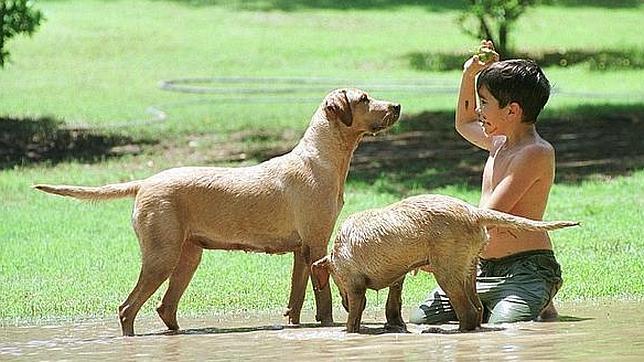 Tejerina matiza que permitirá vender perros y gatos en tiendas, pero regulará las condiciones