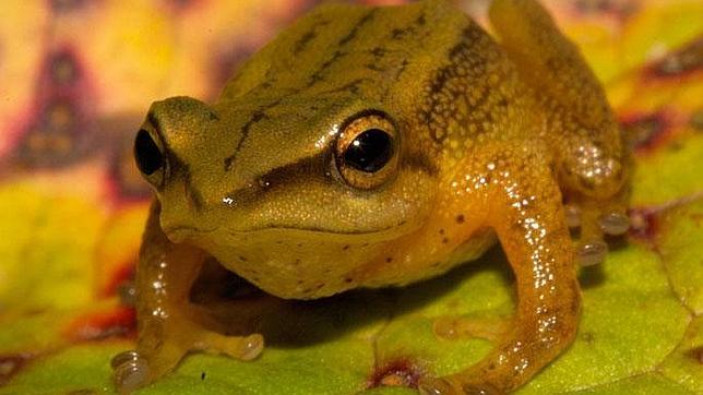 Los anfibios podrían combatir el hongo mortal que los está extinguiendo