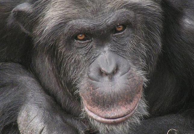 La inteligencia del chimpancé comienza en los genes